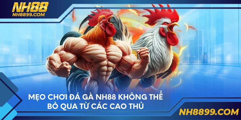 Mẹo chơi đá gà NH88 không thể bỏ qua từ các cao thủ
